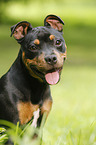 young Staffordshire Bullterrier