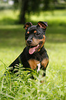 young Staffordshire Bullterrier