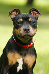 young Staffordshire Bullterrier