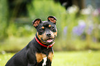 young Staffordshire Bullterrier