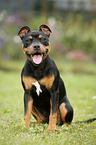 young Staffordshire Bullterrier