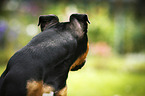 young Staffordshire Bullterrier