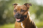 Staffordshire Bull Terrier Portrait