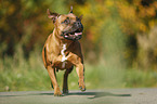 running Staffordshire Bull Terrier