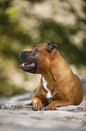 lying Staffordshire Bull Terrier