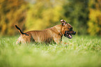 running Staffordshire Bull Terrier