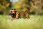 running Staffordshire Bull Terrier