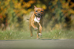 young Staffordshire Bull Terrier