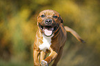 young Staffordshire Bull Terrier