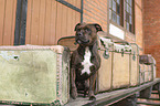 Staffordshire Bull Terrier