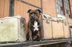 Staffordshire Bull Terrier