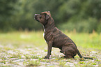 Staffordshire Bull Terrier