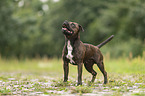 Staffordshire Bull Terrier