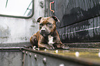 Staffordshire Bull Terrier