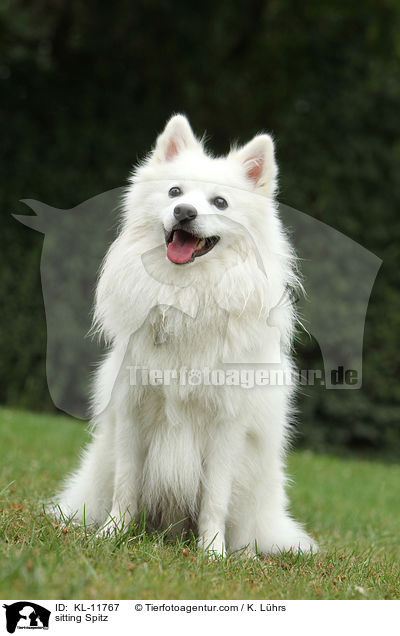 sitzender Mittelspitz / sitting Spitz / KL-11767