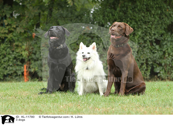 3 Hunde / 3 dogs / KL-11780