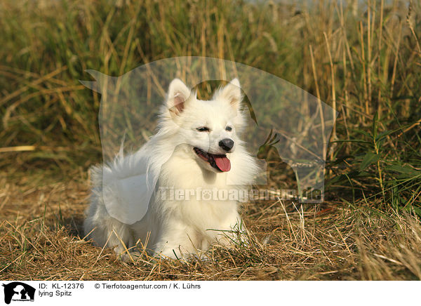 liegender Mittelspitz / lying Spitz / KL-12376