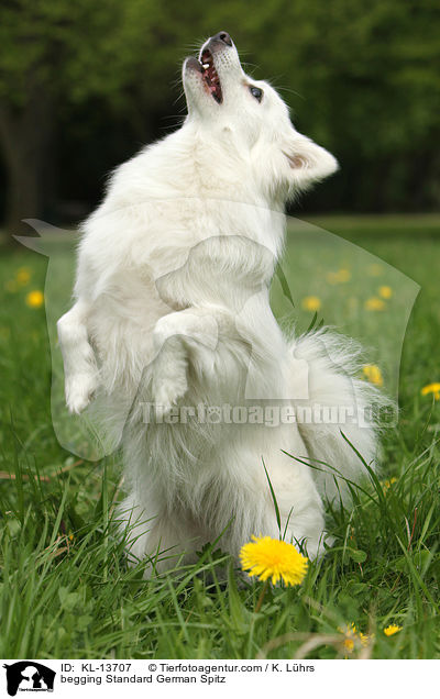 begging Standard German Spitz / KL-13707