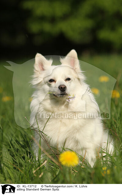 sitting Standard German Spitz / KL-13712