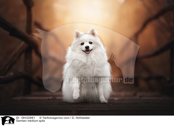 German medium spitz / DH-02881