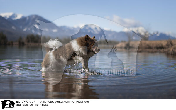 Mittelspitz / Standard German Spitz / CF-01707