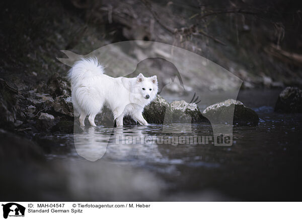 Mittelspitz / Standard German Spitz / MAH-04547