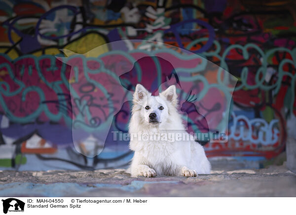 Mittelspitz / Standard German Spitz / MAH-04550