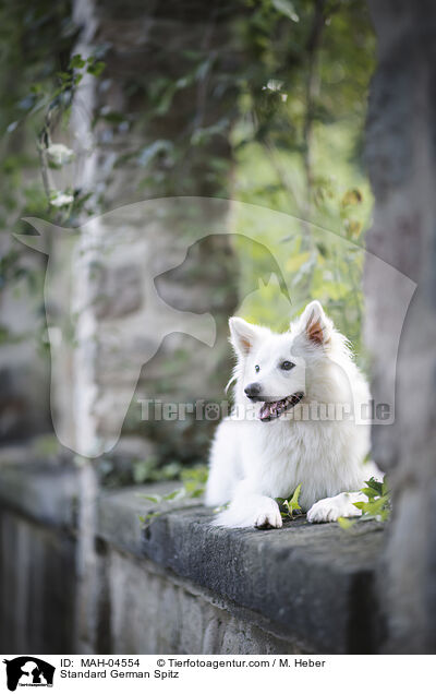 Mittelspitz / Standard German Spitz / MAH-04554