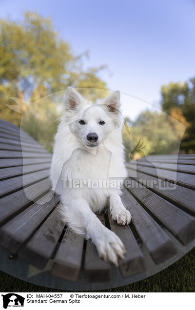 Mittelspitz / Standard German Spitz / MAH-04557