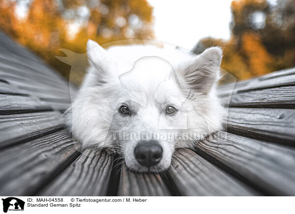 Mittelspitz / Standard German Spitz / MAH-04558