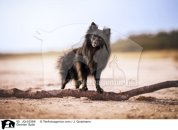 Mittelspitz / German Spitz / JQ-02268