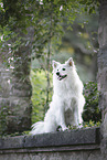 Standard German Spitz