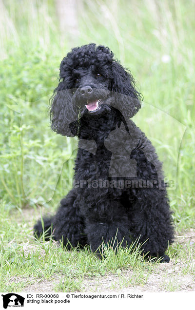 sitzender schwarzer Pudel / sitting black poodle / RR-00068
