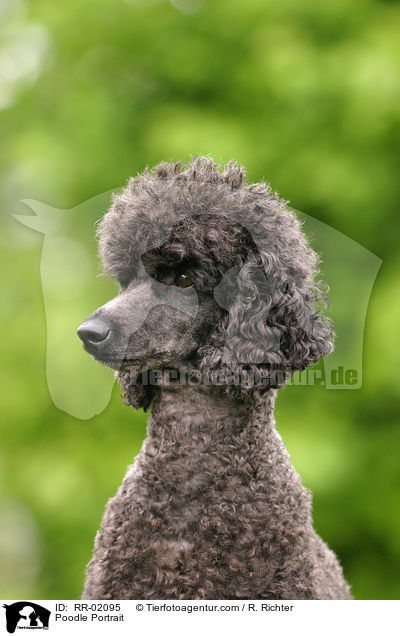 Pudel / Poodle Portrait / RR-02095