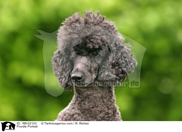 Pudel / Poodle Portrait / RR-02103