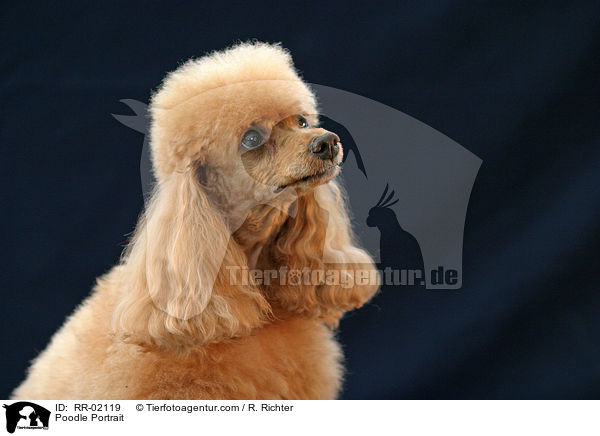 Pudel / Poodle Portrait / RR-02119