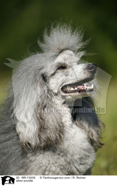Silberpudel / silver poodle / RR-13936