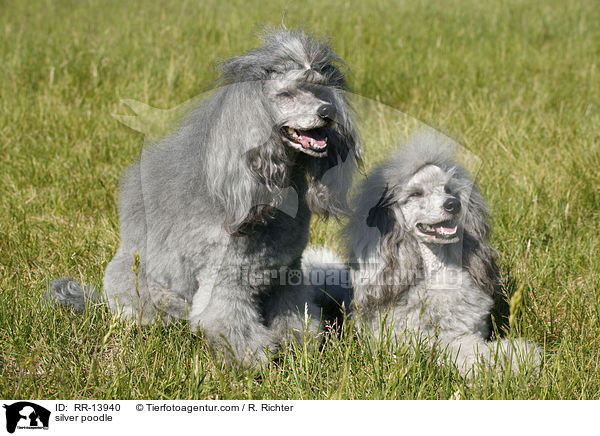 Silberpudel / silver poodle / RR-13940