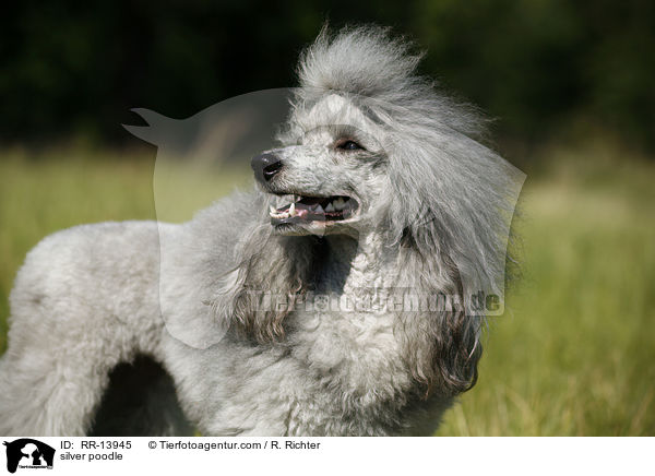 Silberpudel / silver poodle / RR-13945