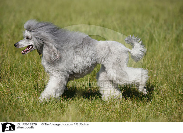 silver poodle / RR-13976