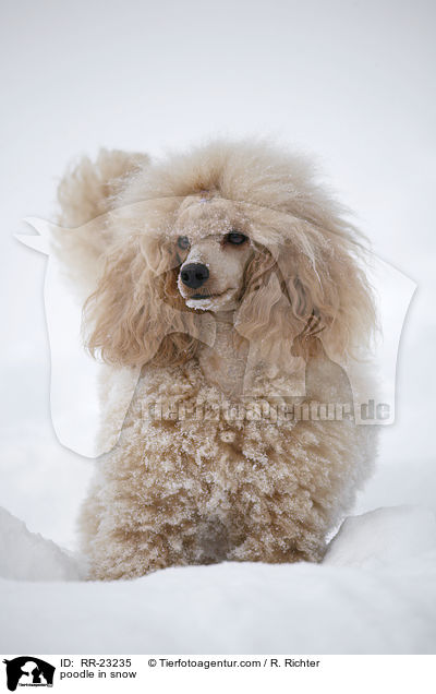 poodle in snow / RR-23235