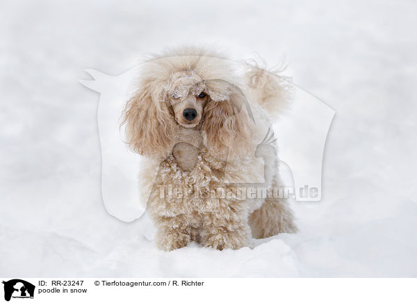 Kleinpudel im Schnee / poodle in snow / RR-23247