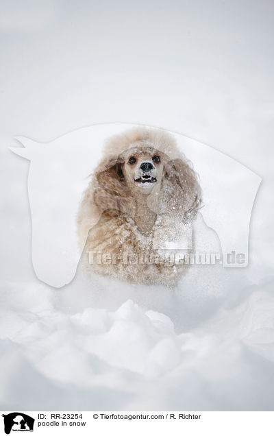 Kleinpudel im Schnee / poodle in snow / RR-23254