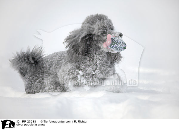 Silberpudel im Schnee / silver poodle in snow / RR-23288