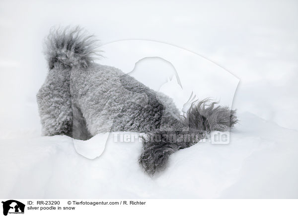Silberpudel im Schnee / silver poodle in snow / RR-23290