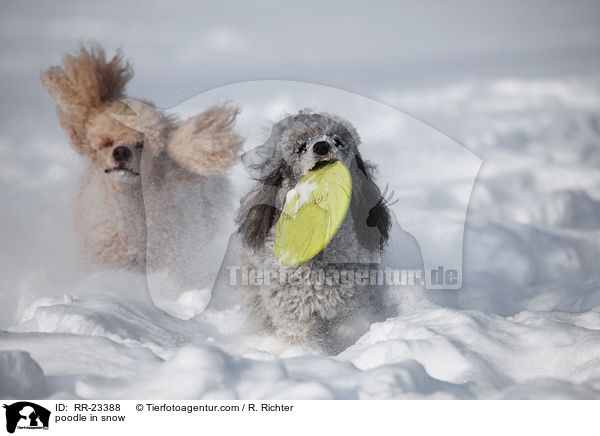 Kleinpudel im Schnee / poodle in snow / RR-23388