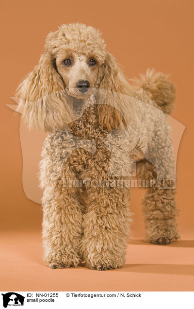 Kleinpudel / small poodle / NN-01255