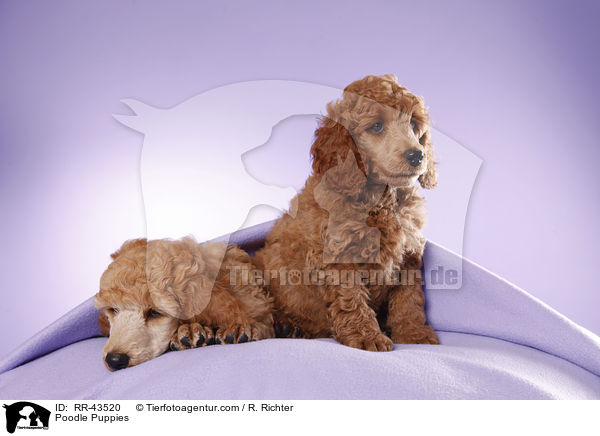 Kleinpudel Welpen / Poodle Puppies / RR-43520