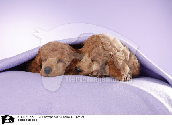 Kleinpudel Welpen / Poodle Puppies / RR-43527