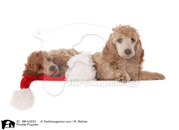 Kleinpudel Welpen / Poodle Puppies / RR-43553